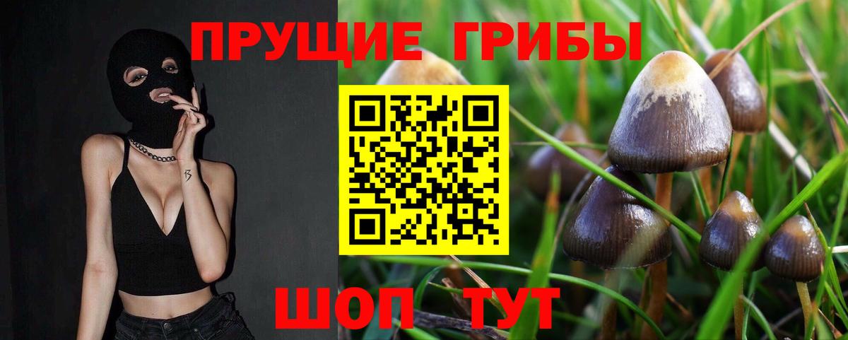 Галлюциногенные грибы Cubensis  Псилоцибиновые грибы Cubensis  Малгобек 